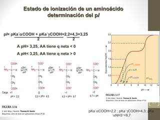 Estado de ionización de un aminoácido
                 determinación del pI


pI= pKa´αCOOH + pKa´γCOOH=2,2+4,3=3,25
               2              2
     A pH> 3,25, AA tiene q neta < 0
     A pH< 3,25, AA tiene q neta > 0




                                                                          Profesora Bqca. Marcela Trapé
                                                                          17

                                         pKa´αCOOH=2,2 ; pKa´γCOOH=4,3; pKa
                                                   ´αNH3+=9,7
 