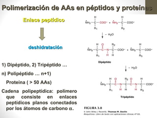 Polimerización de AAs en péptidos y proteínas
         Enlace peptídico




           deshidratación




                                            Profesora Bqca. Marcela Trapé
1) Dipéptido, 2) Tripéptido …
n) Polipéptido … n+1)
  Proteína ( > 50 AAs)
Cadena polipeptídica: polímero
 que consiste en enlaces
                                            21
 peptídicos planos conectados
 por los átomos de carbono α.
 