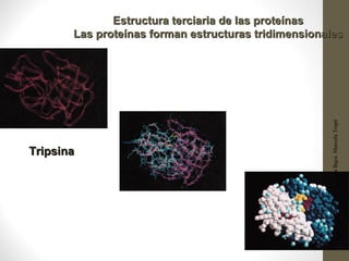 Estructura terciaria de las proteínas
       Las proteínas forman estructuras tridimensionales




                                                     Profesora Bqca. Marcela Trapé
Tripsina




                                                     25
 