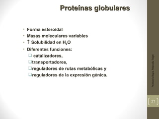 Proteínas globulares

• Forma esferoidal
• Masas moleculares variables
• ↑ Solubilidad en H2O
• Diferentes funciones:
   catalizadores,




                                         Profesora Bqca. Marcela Trapé
  transportadores,
  reguladores de rutas metabólicas y
  reguladores de la expresión génica.




                                         27
 