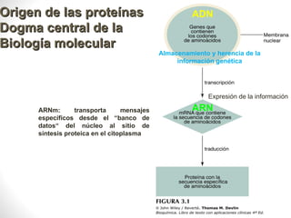 Origen de las proteínas                                ADN
Dogma central de la
Biología molecular
                                             Almacenamiento y herencia de la
                                                  información genética




                                                            Expresión de la información




                                                                                   Profesora Bqca. Marcela Trapé
      ARNm:       transporta      mensajes             ARN
      específicos desde el “banco de
      datos“ del núcleo al sitio de
      síntesis proteica en el citoplasma




                                                                                           6
 