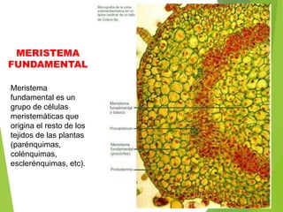 4_ Clase TEJIDO MERISTEMATICO.ppt