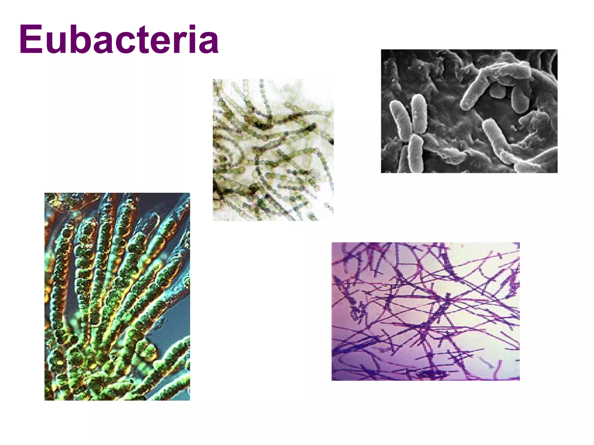 Eubacteria

 