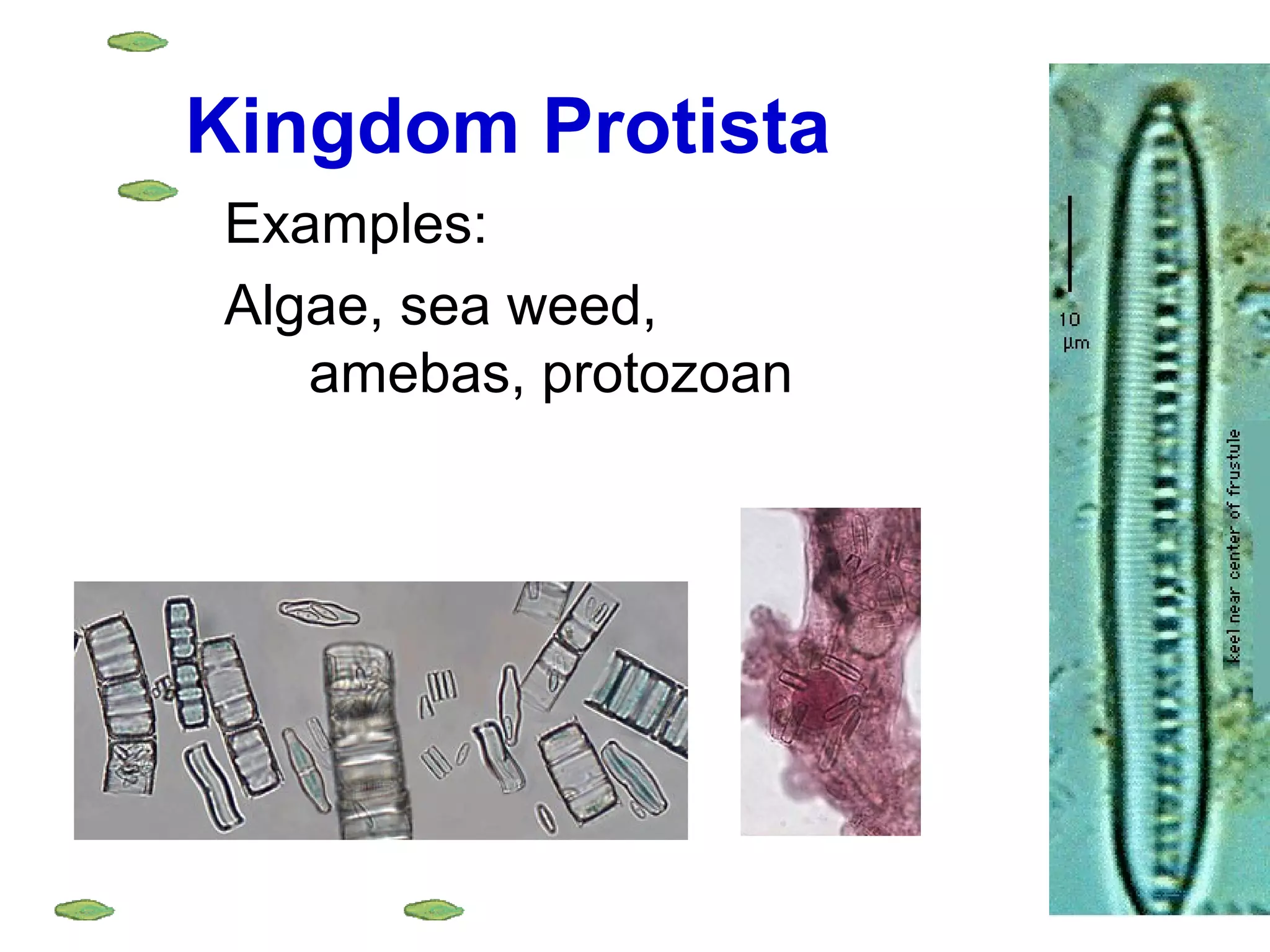 Kingdom Protista
Examples:
Algae, sea weed,
amebas, protozoan

 