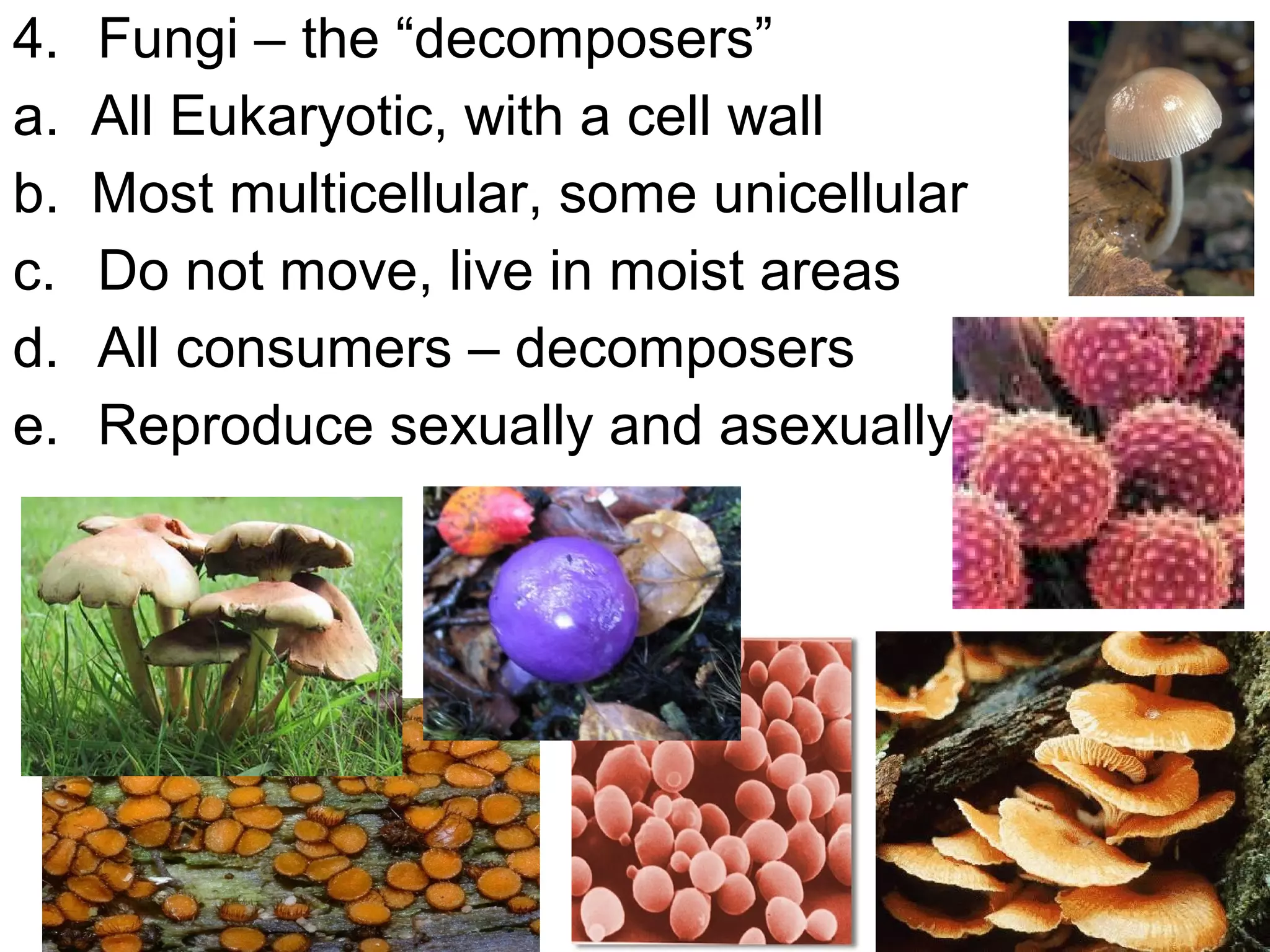 4.
a.
b.
c.
d.
e.

Fungi – the “decomposers”
All Eukaryotic, with a cell wall
Most multicellular, some unicellular
Do not move, live in moist areas
All consumers – decomposers
Reproduce sexually and asexually

 