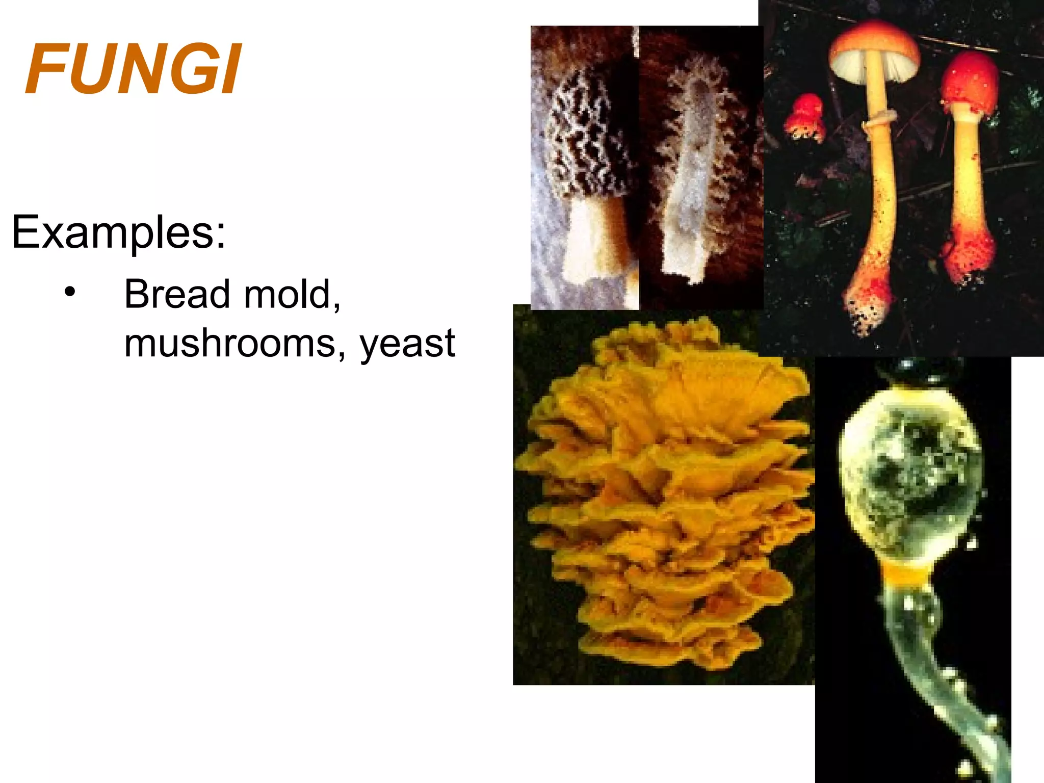 FUNGI
Examples:
•

Bread mold,
mushrooms, yeast

 