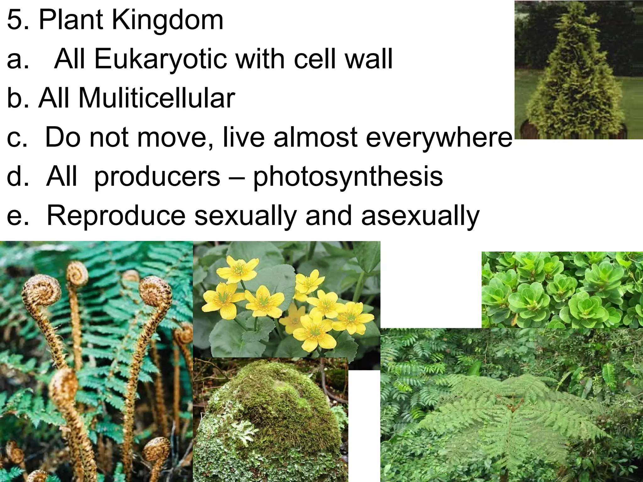 5. Plant Kingdom
a. All Eukaryotic with cell wall
b. All Muliticellular
c. Do not move, live almost everywhere
d. All producers – photosynthesis
e. Reproduce sexually and asexually

 