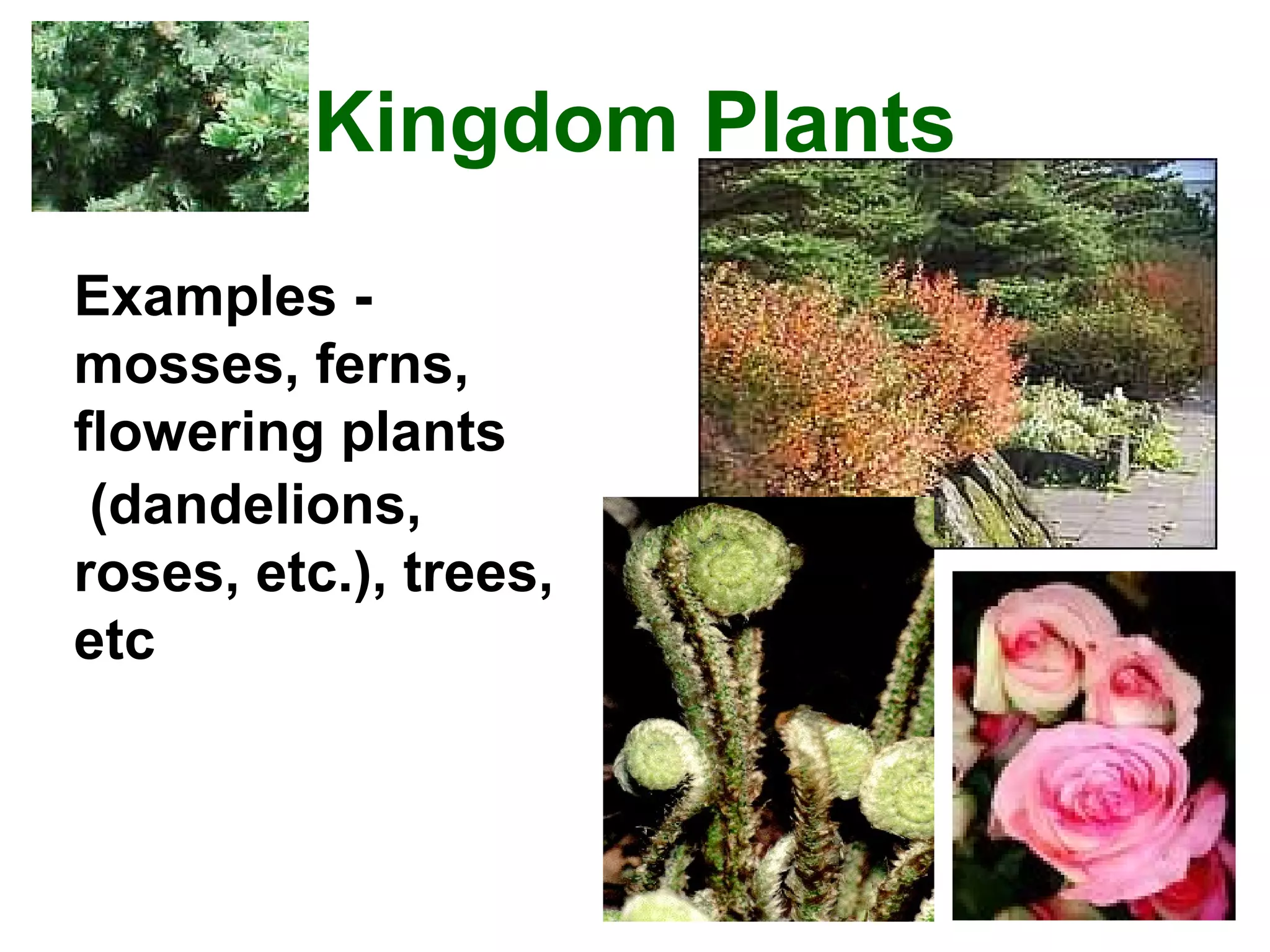 Kingdom Plants
Examples mosses, ferns,
flowering plants
(dandelions,
roses, etc.), trees,
etc

 