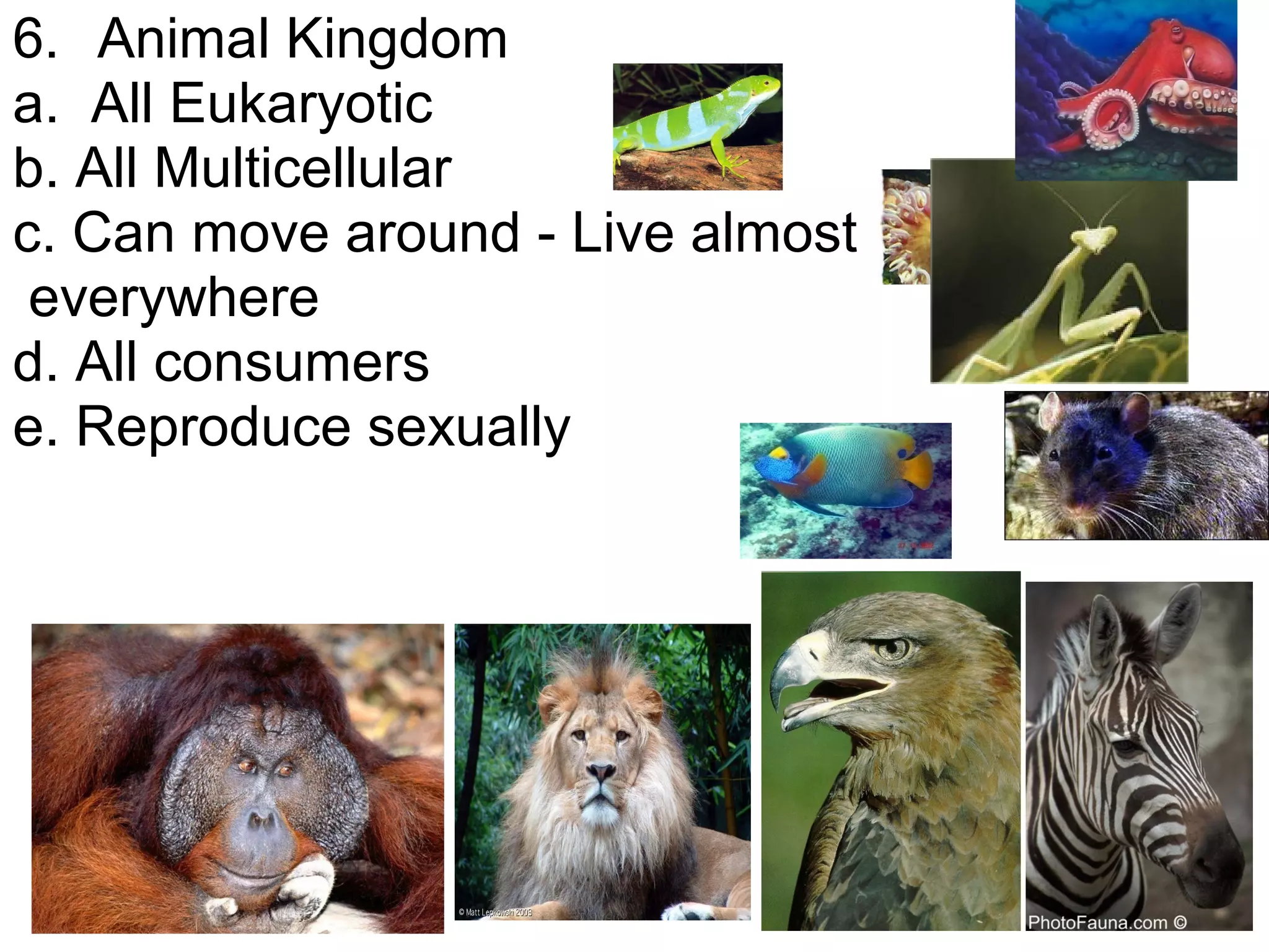 6. Animal Kingdom
a. All Eukaryotic
b. All Multicellular
c. Can move around - Live almost
everywhere
d. All consumers
e. Reproduce sexually

 