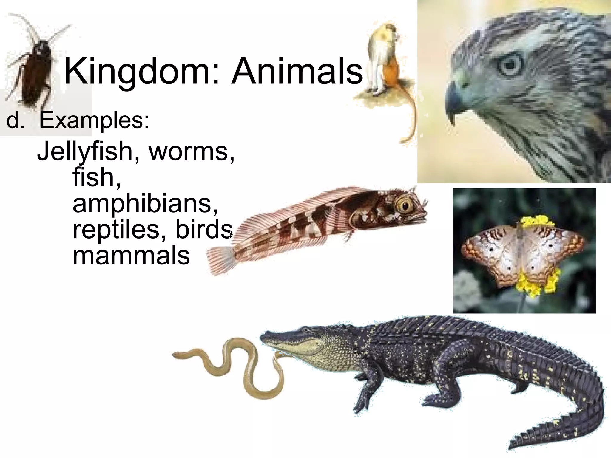 Kingdom: Animals
d. Examples:

Jellyfish, worms,
fish,
amphibians,
reptiles, birds,
mammals

 