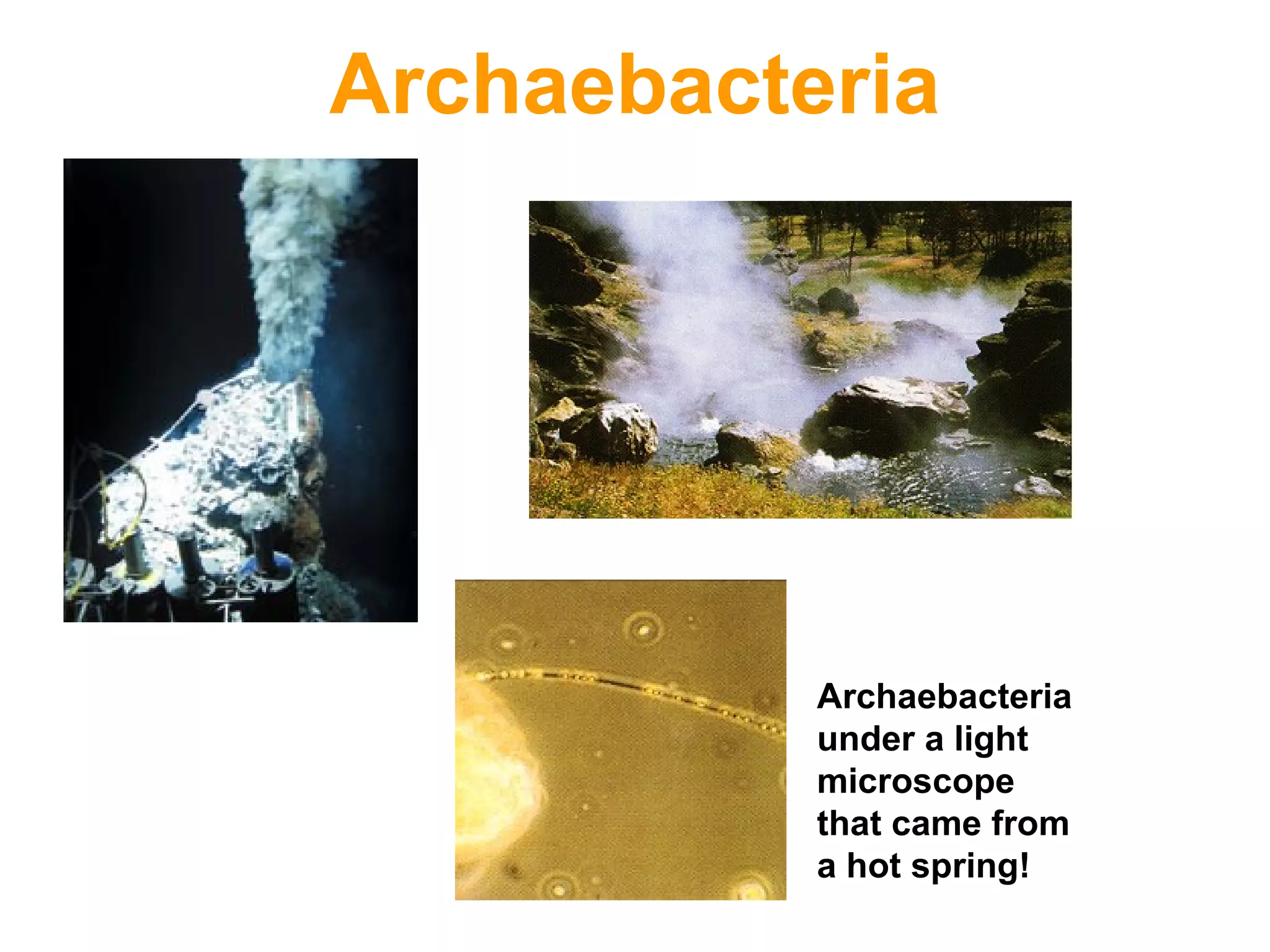 Archaebacteria

Archaebacteria
under a light
microscope
that came from
a hot spring!

 