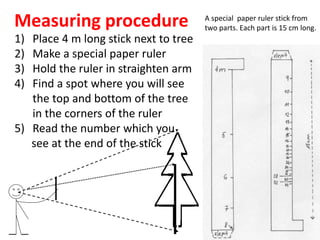 Measuring procedure
1) Place 4 m long stick next to tree
2) Make a special paper ruler
3) Hold the ruler in straighten arm
4) Find a spot where you will see
the top and bottom of the tree
in the corners of the ruler
5) Read the number which you
see at the end of the stick
A special paper ruler stick from
two parts. Each part is 15 cm long.
 