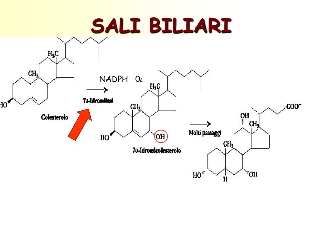 Acidi Biliari Alti Come Abbassarli