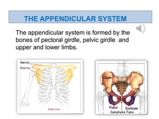 CONGENITAL DISORDERS IN MUSCULOSKELETAL SYSTEM | PPTX