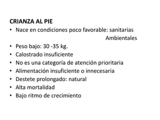 CRIANZA AL PIE
• Nace en condiciones poco favorable: sanitarias
Ambientales
• Peso bajo: 30 -35 kg.
• Calostrado insuficiente
• No es una categoría de atención prioritaria
• Alimentación insuficiente o innecesaria
• Destete prolongado: natural
• Alta mortalidad
• Bajo ritmo de crecimiento
 
