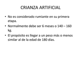 CRIANZA ARTIFICIAL
• No es considerado rumiante en su primera
etapa.
• Normalmente debe ser 6 meses o 140 – 160
kg.
• El propósito es llegar a un peso más o menos
similar al de la edad de 180 días.
 