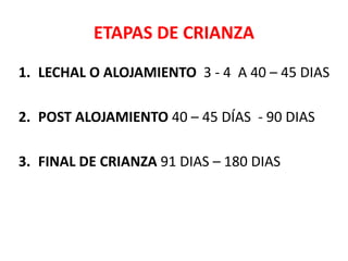 ETAPAS DE CRIANZA
1. LECHAL O ALOJAMIENTO 3 - 4 A 40 – 45 DIAS
2. POST ALOJAMIENTO 40 – 45 DÍAS - 90 DIAS
3. FINAL DE CRIANZA 91 DIAS – 180 DIAS
 