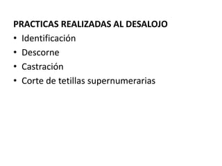 PRACTICAS REALIZADAS AL DESALOJO
• Identificación
• Descorne
• Castración
• Corte de tetillas supernumerarias
 