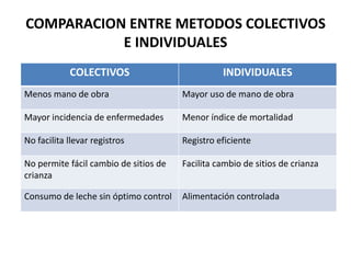 COMPARACION ENTRE METODOS COLECTIVOS
E INDIVIDUALES
COLECTIVOS INDIVIDUALES
Menos mano de obra Mayor uso de mano de obra
Mayor incidencia de enfermedades Menor índice de mortalidad
No facilita llevar registros Registro eficiente
No permite fácil cambio de sitios de
crianza
Facilita cambio de sitios de crianza
Consumo de leche sin óptimo control Alimentación controlada
 