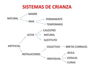 SISTEMAS DE CRIANZA
NATURAL
AMA
MADRE
TEMPORARIO
PERMANENTE
INSTALACIONES
LECHE
ARTIFICIAL
ESTACAS
CUNAS
INDIVIDUAL
COLECTIVO
SUSTITUTO
NATURAL
CALOSTRO
JAULA
BRETES CORRALES
 