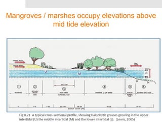 Mangroves / marshes occupy elevations above 
mid tide elevation 
 