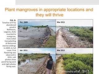 Plant mangroves in appropriate locations and 
they will thrive 
Premavera et al., 2012 
 