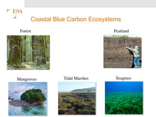 Coastal Blue Carbon Ecosystems 
8 
Mangroves 
Tidal Marshes 
Seagrass 
Forest 
Peatland 
 