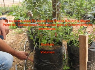 El Sustrato Ideal Es Aquel Que Pueda Reunir la Mayor
Parte de Condiciones Necesarias para el Crecimiento de
                       arándanos.



                      Sustrato

                      Volumen
 