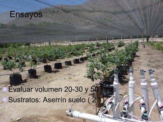 Ensayos




Evaluar volumen 20-30 y 50 litros
Sustratos: Aserrín suelo ( 2:1)
 