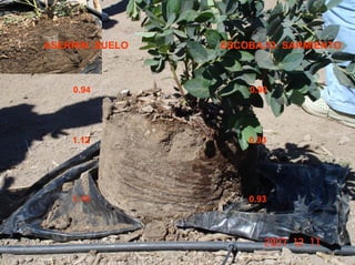 ASERRIN :SUELO   ESCOBAJO: SARMIENTO



    0.94             0.90




    1.12             0.93




    1.15             0.93
 