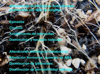 Alteraciones morfológicas /estructurales
promovidas por falta de oxigeno:


Epinastia
Clorosis
Acortamiento de internudos
Disminución y necrosis radicular


Alteraciones fisiológica/ metabólicas
Alteración hormonas, aumento de ABA
Disminución de giberelinas
Disminución de permeabilidad radicular
 