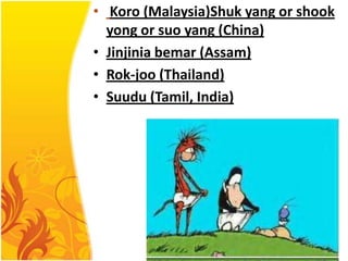 • Koro (Malaysia)Shuk yang or shook
yong or suo yang (China)
• Jinjinia bemar (Assam)
• Rok-joo (Thailand)
• Suudu (Tamil, India)

 