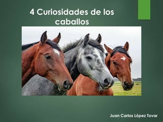 Juan Carlos López Tovar
4 Curiosidades de los
caballos
 