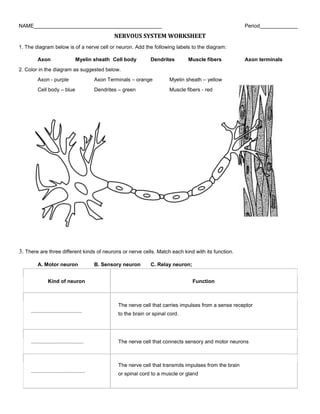 NAME____________________________________________ Period_____________
NERVOUS SYSTEM WORKSHEET
1. The diagram below is of a nerve cell or neuron. Add the following labels to the diagram:
Axon Myelin sheath Cell body Dendrites Muscle fibers Axon terminals
2. Color in the diagram as suggested below.
Axon - purple Axon Terminals – orange Myelin sheath – yellow
Cell body – blue Dendrites – green Muscle fibers - red
3. There are three different kinds of neurons or nerve cells. Match each kind with its function.
A. Motor neuron B. Sensory neuron C. Relay neuron;
Kind of neuron Function
...................................
The nerve cell that carries impulses from a sense receptor
to the brain or spinal cord.
.................................... The nerve cell that connects sensory and motor neurons
.....................................
The nerve cell that transmits impulses from the brain
or spinal cord to a muscle or gland
 