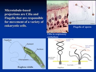 4 cytology-cytoskel-receptor-transp.pdfh