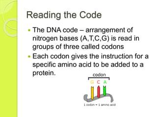Reading the Code 
 The DNA code – arrangement of 
nitrogen bases (A,T,C,G) is read in 
groups of three called codons 
 Each codon gives the instruction for a 
specific amino acid to be added to a 
protein. 
 