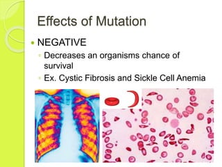 Effects of Mutation 
 NEGATIVE 
◦ Decreases an organisms chance of 
survival 
◦ Ex. Cystic Fibrosis and Sickle Cell Anemia 
 