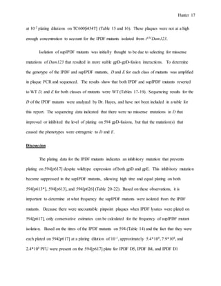 Hunter 17
at 10-2 plating dilutions on TC600[i434T] (Table 15 and 16). These plaques were not at a high
enough concentration to account for the IPDF mutants isolated from i434Dam123.
Isolation of supIPDF mutants was initially thought to be due to selecting for missense
mutations of Dam123 that resulted in more stable gpD-gpD-fusion interactions. To determine
the genotype of the IPDF and supIPDF mutants, D and E for each class of mutants was amplified
in plaque PCR and sequenced. The results show that both IPDF and supIPDF mutants reverted
to WT D, and E for both classes of mutants were WT (Tables 17-19). Sequencing results for the
D of the IPDF mutants were analyzed by Dr. Hayes, and have not been included in a table for
this report. The sequencing data indicated that there were no missense mutations in D that
improved or inhibited the level of plating on 594 gpD-fusions, but that the mutation(s) that
caused the phenotypes were extragenic to D and E.
Discussion
The plating data for the IPDF mutants indicates an inhibitory mutation that prevents
plating on 594[p617] despite wildtype expression of both gpD and gpE. This inhibitory mutation
became suppressed in the supIPDF mutants, allowing high titre and equal plating on both
594[p613*], 594[p613], and 594[p626] (Table 20-22). Based on these observations, it is
important to determine at what frequency the supIPDF mutants were isolated from the IPDF
mutants. Because there were uncountable pinpoint plaques when IPDF lysates were plated on
594[p617], only conservative estimates can be calculated for the frequency of supIPDF mutant
isolation. Based on the titres of the IPDF mutants on 594 (Table 14) and the fact that they were
each plated on 594[p617] at a plating dilution of 10-1, approximately 5.4*108, 7.9*108, and
2.4*108 PFU were present on the 594[p617] plate for IPDF D5, IPDF B4, and IPDF D1
 