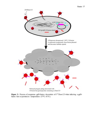 Hunter 37
Figure 2: Process of exogenous gpD-fusion decoration of i434Dam123 when infecting a gpD-
fusion host at permissive temperatures (37ºC-41ºC).
 