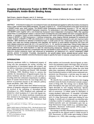 Biophysical Journal Volume 69 August 1995 716-728
Imaging of Endosome Fusion in BHK Fibroblasts Based on a Novel
Fluorimetric Avidin-Biotin Binding Assay
Neil Emans, Joachim Biwersi, and A. S. Verkman
Departments of Medicine and Physiology, Cardiovascular Research Institute, University of California, San Francisco, CA 94143-0521
USA
ABSTRACT A fluorescence assay of in vivo endosome fusion was developed and applied to define the kinetics of endosome
fusion in baby hamster kidney (BHK) fibroblasts. The assay is based on an -10-fold enhancement of the green fluorescence
of BODIPY-avidin upon biotin binding. The BODIPY-avidin fluorescence enhancement occurred in <25 ms, was pH-
independent, and involved a BODIPY-tryptophan interaction. For endocytosis in vivo, BHK fibroblasts were pulse-labeled
with BODIPY-avidin together with a red (rhodamine) fluorescent fusion-independent chromophore (TMR). After specified
chase times in a nonfluorescent medium, a second cohort of endosomes was pulse-labeled with biotin-conjugated albumin,
dextran, or transferrin. Fusion of biotin-containing endosomes with avidin-containing endosomes was quantified by ratio
imaging of BODIPY-to-TMR fluorescence in individual endosomes, using imaging methods developed for endosome pH
studies. Analysis of BODIPY-to-TMR ratio distributions in avidin-labeled endosomes exposed to zero and maximum biotin
indicated >90% sensitivity for detection of endosome fusion. In avidin pulse (10 min) -chase-biotin albumin pulse (10 min)
studies, both fused and unfused endosomes were identified; the fractions of avidin-labeled endosomes that fused with
biotin-labeled endosomes were 0.48, 0.21, 0.16, and 0.07 for 0-, 5-, 10-, and 20-min chase times. Fitting of fusion data to a
mathematical model of in vivo endosome fusion required the existence of an intermediate fusion compartment. Pulse-chase
studies performed with biotin-transferrin to label the early/recycling endosomes indicated that after a 1 0-min chase,
avidin-labeled endosomes reached a compartment that was inaccessible to biotin-transferrin. The assay was also applied to
determine whether endosome fusion was influenced by temperature, pH (bafilomycin Al), second messengers (cAMP
agonists, phorbol 1 2-myristate 13-acetate, staurosporine), and growth-related factors (platelet-derived growth factor,
genistein). The results establish a sensitive fluorescence assay to quantify the fusion of vesicular compartments in living cells.
INTRODUCTION
Endocytic membrane traffic is a fundamental property of
living cells that encompasses the sorting, recycling, and
downregulation of internalized ligands and receptors, and
the delivery of proteins to lysosomes for degradation (Gold-
stein et al., 1985; Gruenberg and Howell, 1989; Kornfeld
and Mellman, 1989). Membrane fusion is a process that
underlies the internalization of ligands/receptors from the
plasma membrane and their delivery to early and then to
recycling and/or late endosomal compartments. In addition,
fusion of vesicles derived from the trans-Golgi allows the
delivery of lysosomal enzymes to the endocytic pathway
(Goda and Pfeffer, 1988, 1989, 1991).
Intact cell and cell-free assays have defined several pop-
ulations of fusogenic endosomes in nonpolarized cells that
are involved in the trafficking of internalized ligands
(Gruenberg et al., 1989). Peripheral early endosomes are
labeled by a brief incubation (1-5 min) with ligands des-
tined to recycle to the plasma membrane (transferrin) and
those destined to be transported to sorting/late endosomes
(Salzman and Maxfield, 1988, 1989). Internalized fluid
Received for publication 23 Februarv 1995 and in final form 24 April
1995.
Address reprint requests to Neil Emans, Ph.D., 1246 Health Sciences East
Tower, Cardiovascular Research Institute, University of California, San
Francisco, CA 94143-0521. Tel.: 415-476-8530; Fax: 415-665-3847; E-
mail: emans@itsa.ucsf.edu.
(© 1995 by the Biophysical Society
0006-3495/95/08/716/13 $2.00
phase markers and lysosomally directed ligands are deliv-
ered to the perinuclear region with longer times of internal-
ization (10-40 min) (Gruenberg et al., 1989). Much of the
data used to construct this general scheme has come from
pulse-chase experiments utilizing fluorescent and conven-
tional biochemical markers to label various endosomal com-
partments (see Discussion); a real-time assay for study of
endosome fusion in living cells has not been reported
previously.
We describe here a sensitive fluorescence ratio imaging
method to assay the fusion of endosomal vesicular compart-
ments in living cells. Our strategy was to identify fluid-
phase fluorophores that upon interaction generate a strong
signal detectable by ratio imaging microscopy. Specific
requirements for the components of the fusion assay were 1)
lack of cytotoxicity, 2) cellular uptake by fluid-phase or
receptor-mediated endocytosis, 3) essentially irreversible
and pH-independent binding to one another, and 4) gener-
ation of a large fluorescence signal upon binding for ratio
imaging. A suitable pair of compounds was identified after
evaluating a number of candidate molecules, including flu-
orophore-quencher pairs and chromophore pairs that un-
dergo fluorescence energy transfer (e.g., end-labeled oligo-
nucleotides, fluorescein isothiocyanate (FITC)-avidin +
rhodamine-biotin conjugates).
Our strategy to develop a fluorescence-based fusion assay
was motivated by the reported small (1.3-fold) increase in
FITC fluorescence in FITC-avidin upon binding of biotin
(Przyjazny et al., 1993). After screening a series of fluoro-
716
 