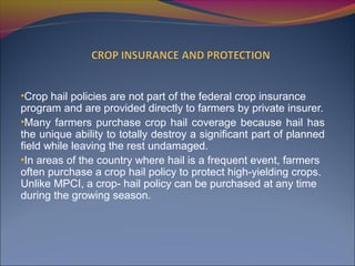•Crop hail policies are not part of the federal crop insurance
program and are provided directly to farmers by private insurer.
•Many farmers purchase crop hail coverage because hail has
the unique ability to totally destroy a significant part of planned
field while leaving the rest undamaged.
•In areas of the country where hail is a frequent event, farmers
often purchase a crop hail policy to protect high-yielding crops.
Unlike MPCI, a crop- hail policy can be purchased at any time
during the growing season.
 
