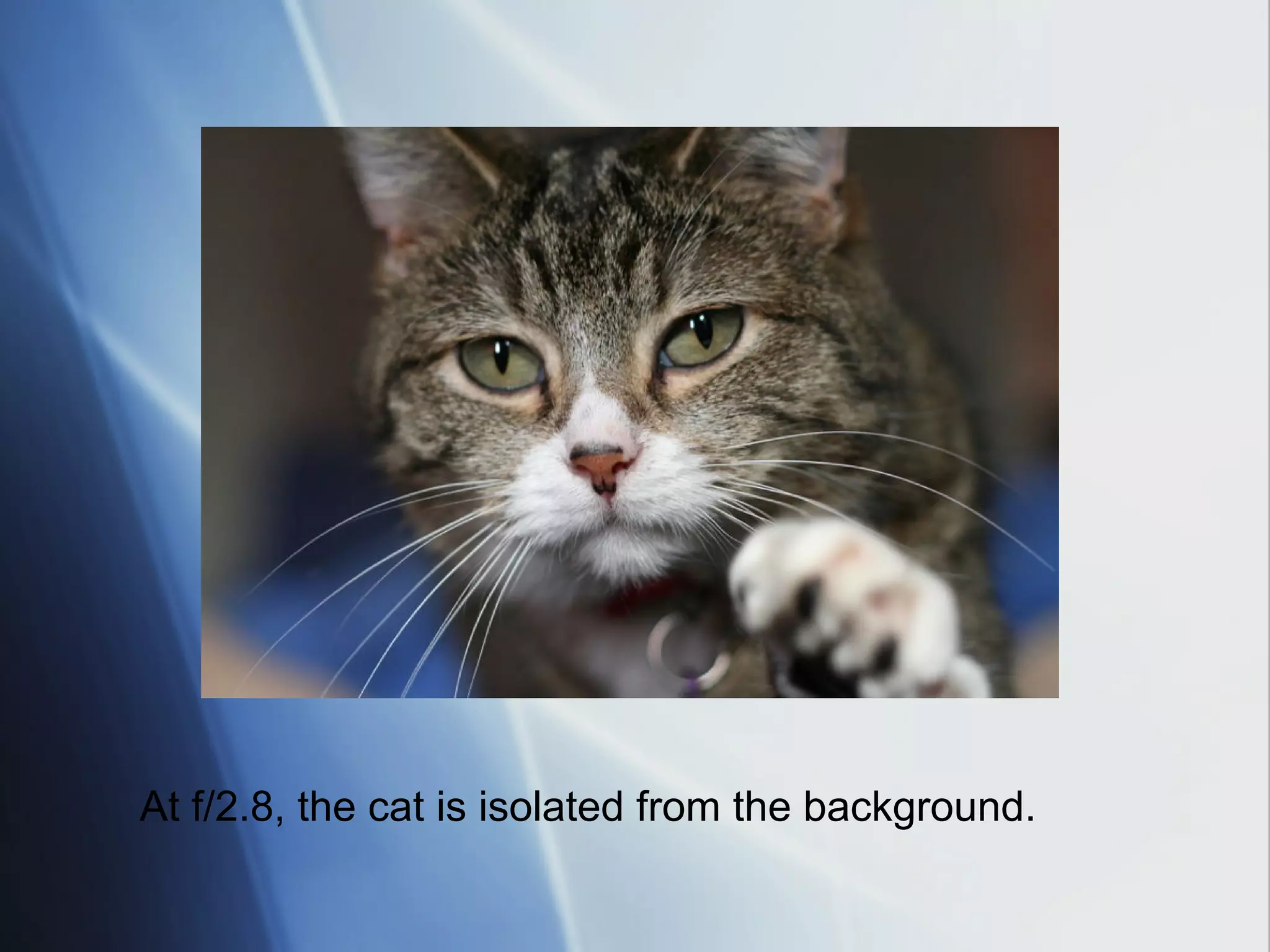 At f/2.8, the cat is isolated from the background.

 