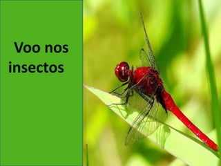 Voo nos 
insectos 
 