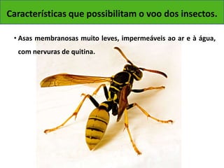 Características que possibilitam o voo dos insectos. 
Voo dos Insectos 
• Asas membranosas muito leves, impermeáveis ao ar e à água, 
com nervuras de quitina. 
 