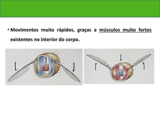 • Movimentos muito rápidos, graças a músculos muito fortes 
existentes no interior do corpo. 
 