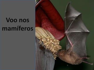 Voo nos 
mamíferos 
 
