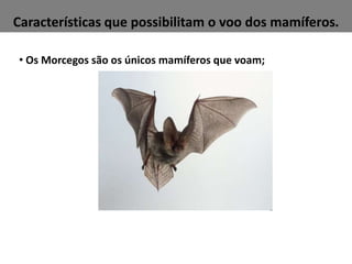 Características que possibilitam o voo dos mamíferos. 
• Os Morcegos são os únicos mamíferos que voam; 
 
