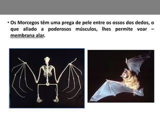 • Os Morcegos têm uma prega de pele entre os ossos dos dedos, o 
que aliado a poderosos músculos, lhes permite voar – 
membrana alar. 
 