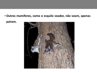 • Outros mamíferos, como o esquilo voador, não voam, apenas 
pairam. 
