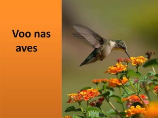 Voo nas 
aves 
 